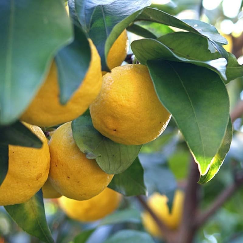 Amazon.com : Yuzu Tree - 2-5 Inch Tall Live Plant - Potted Cold